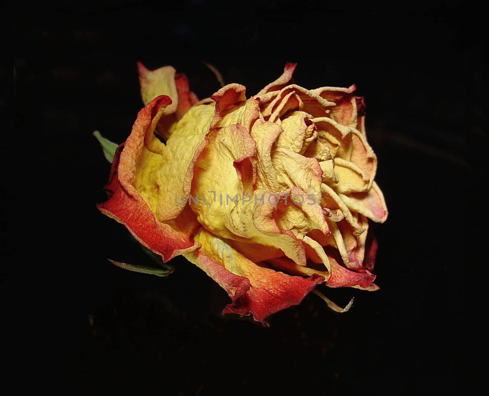 Last Rose