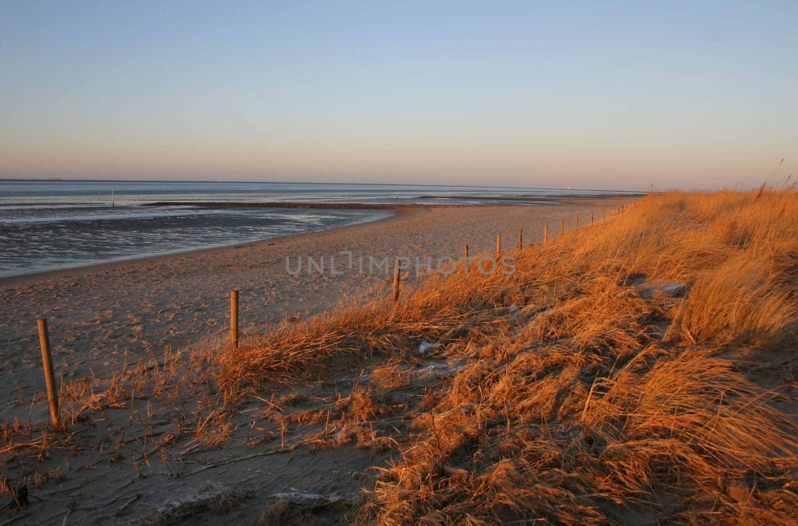 Golden dune grass