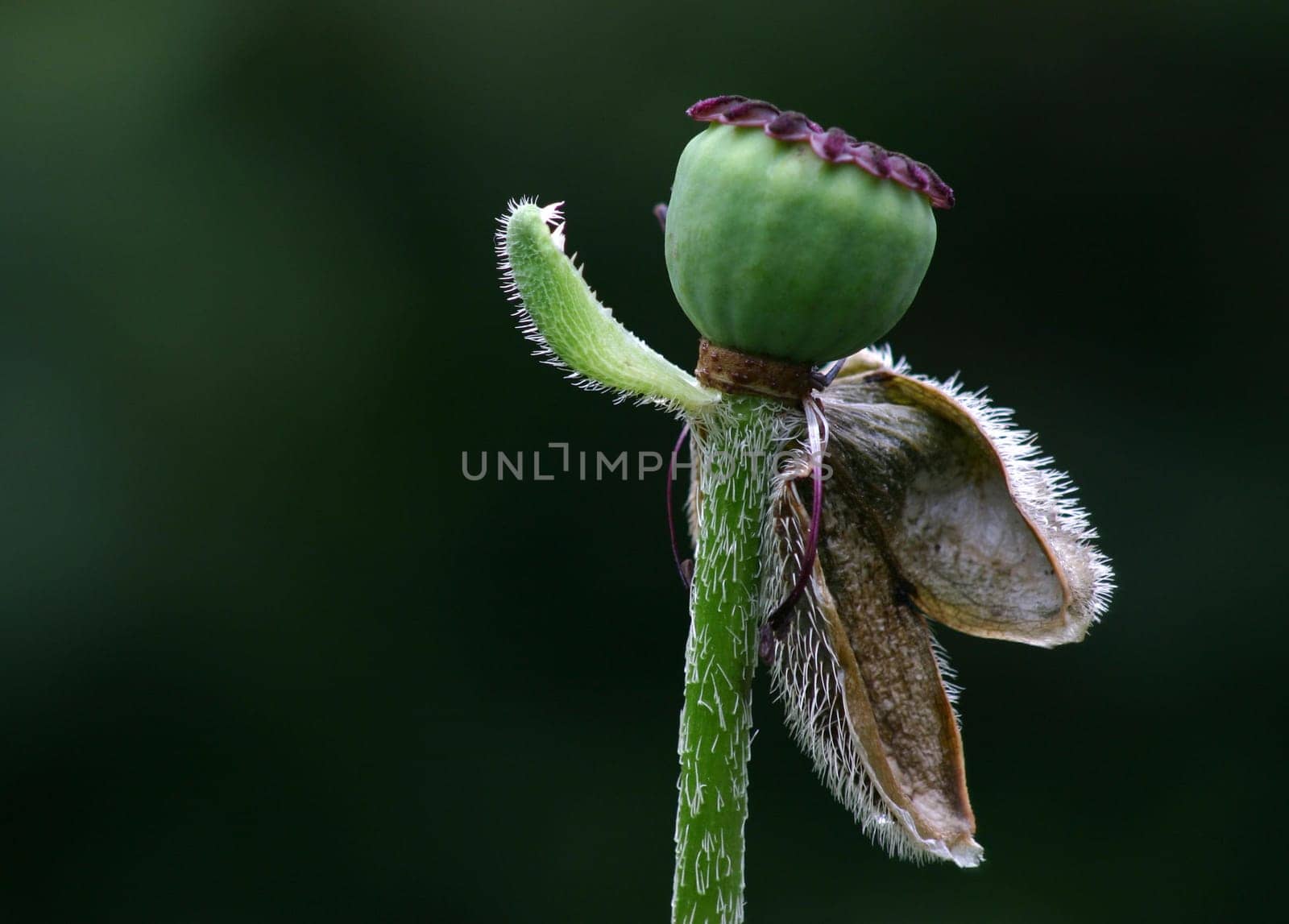 Poppy seed capsule