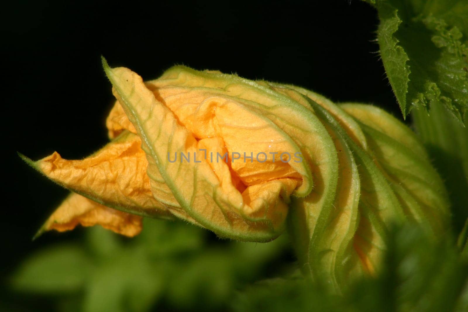 Courgette