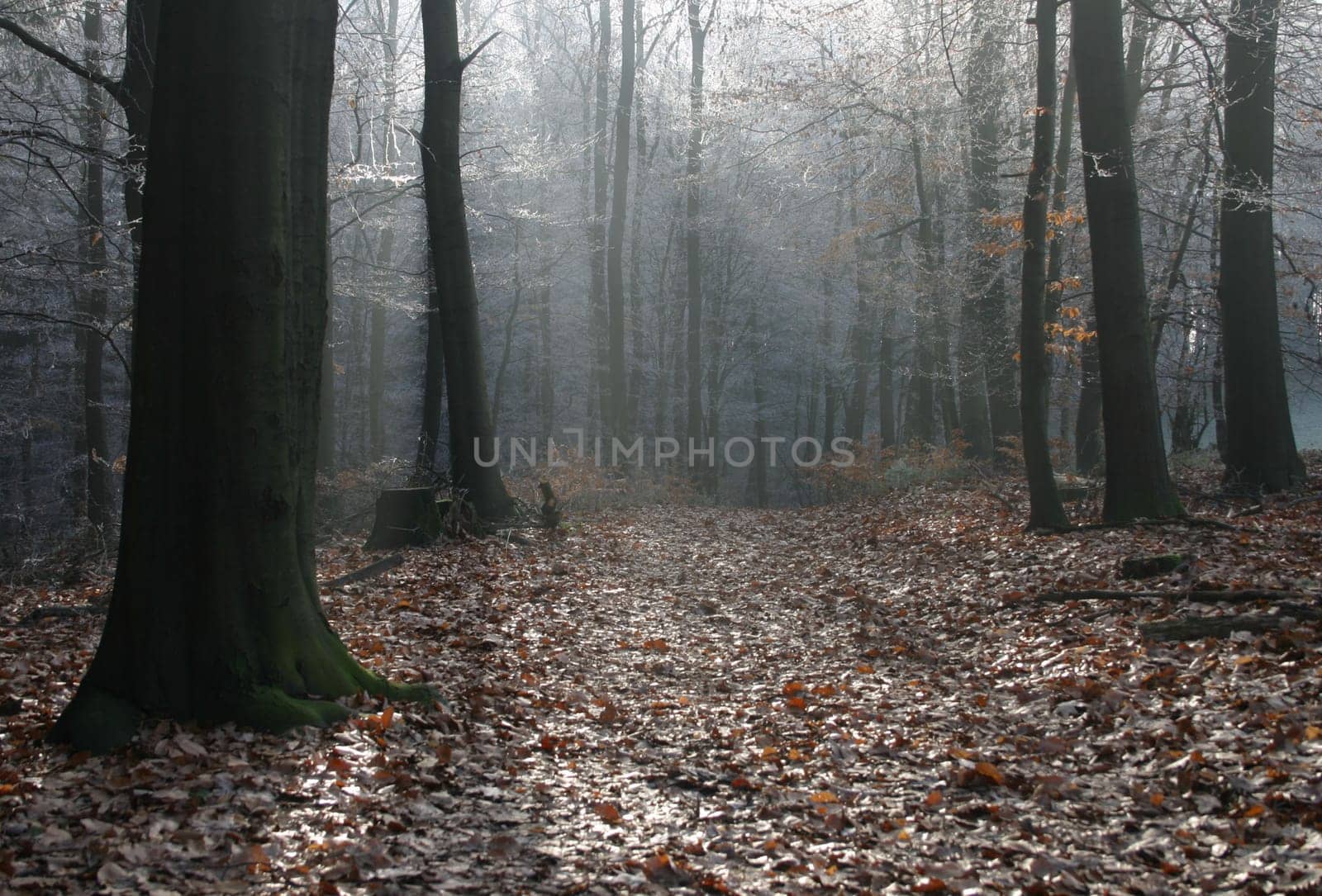 Forest mood