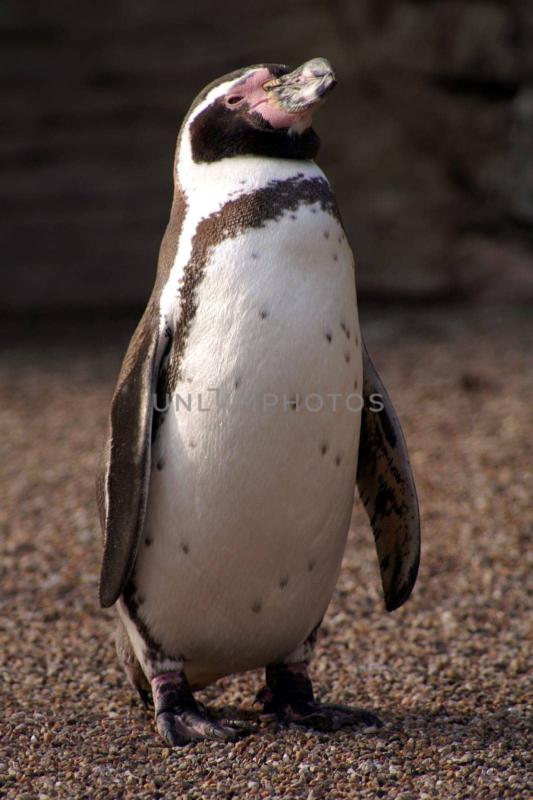 a penguin very proud