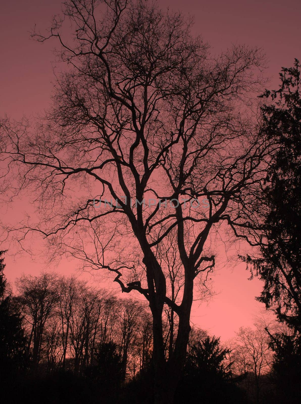 Evening