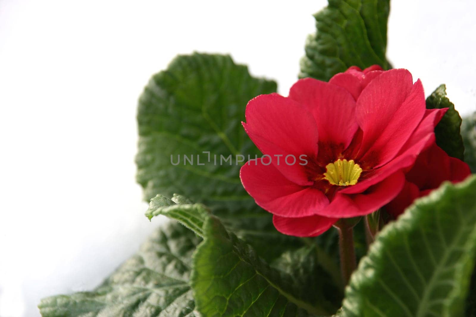 Harbinger of spring