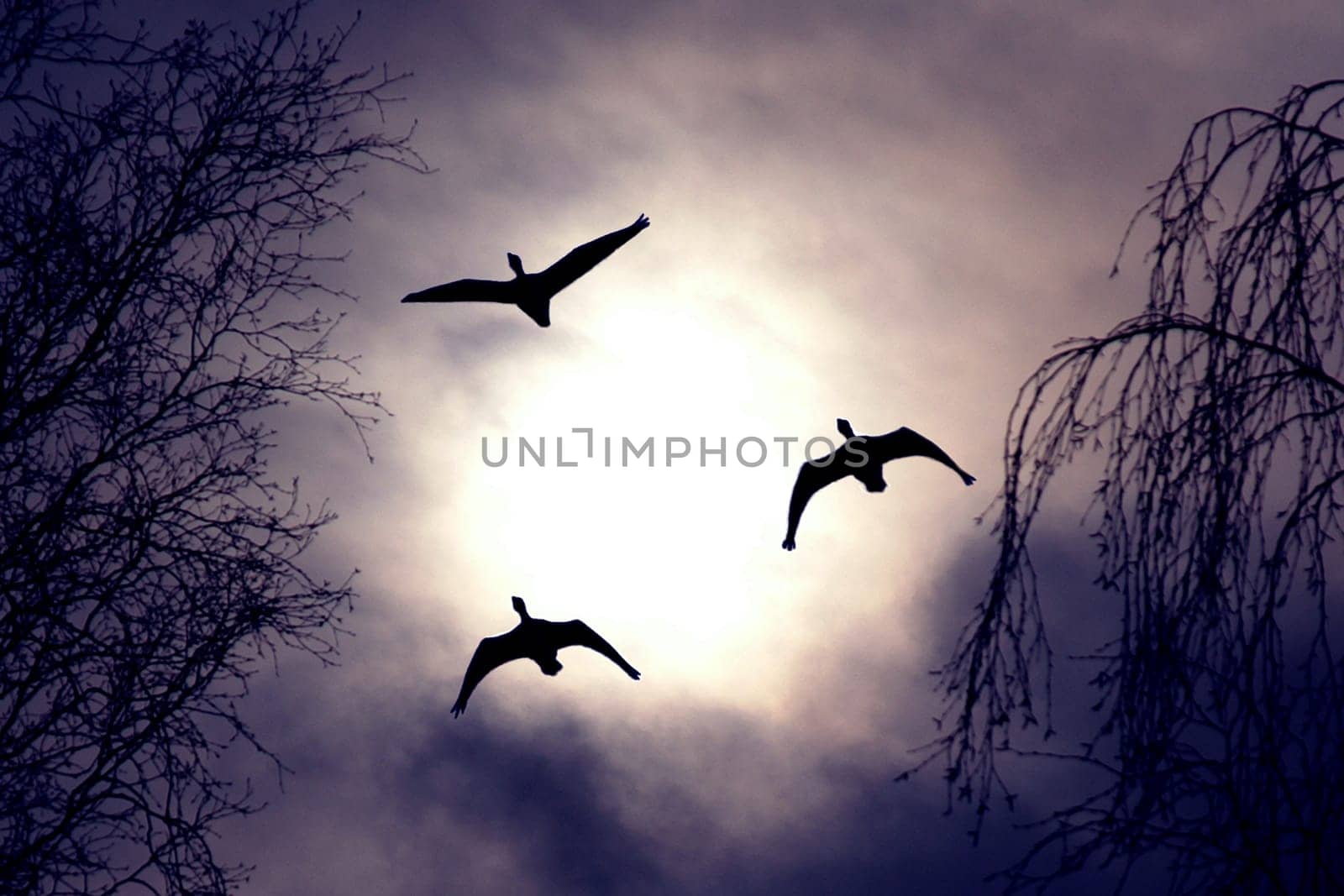 Trio in the Evening II