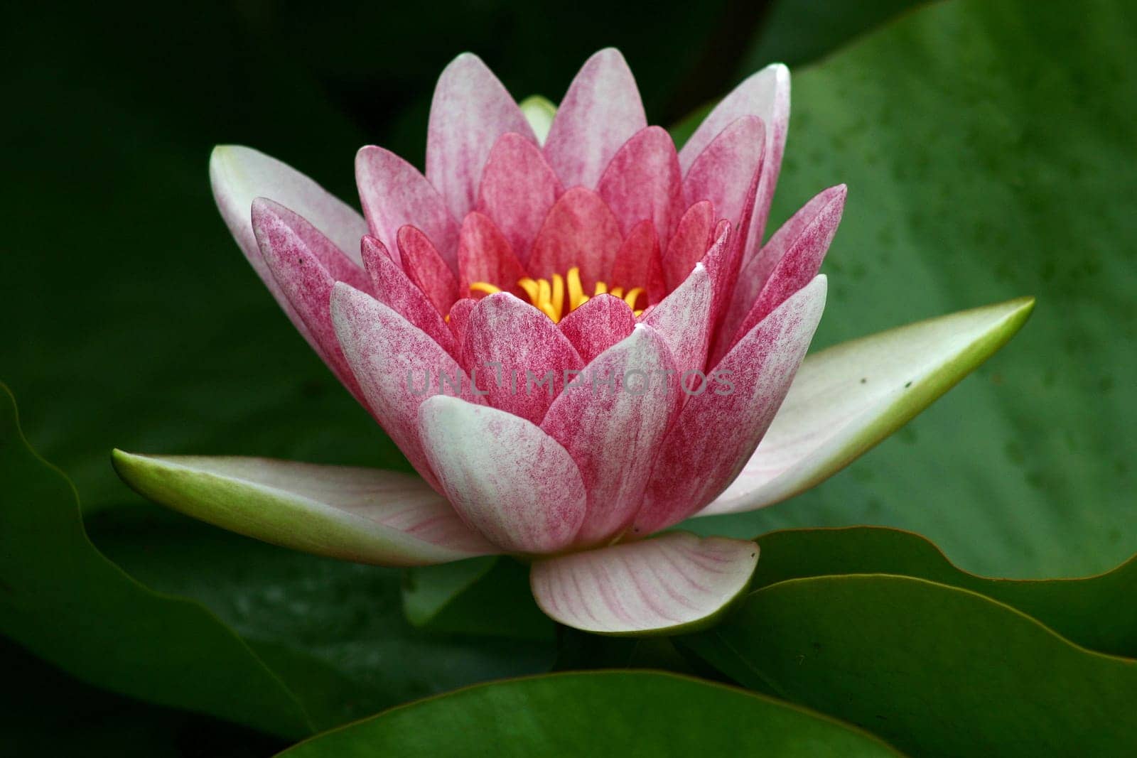 Water lily