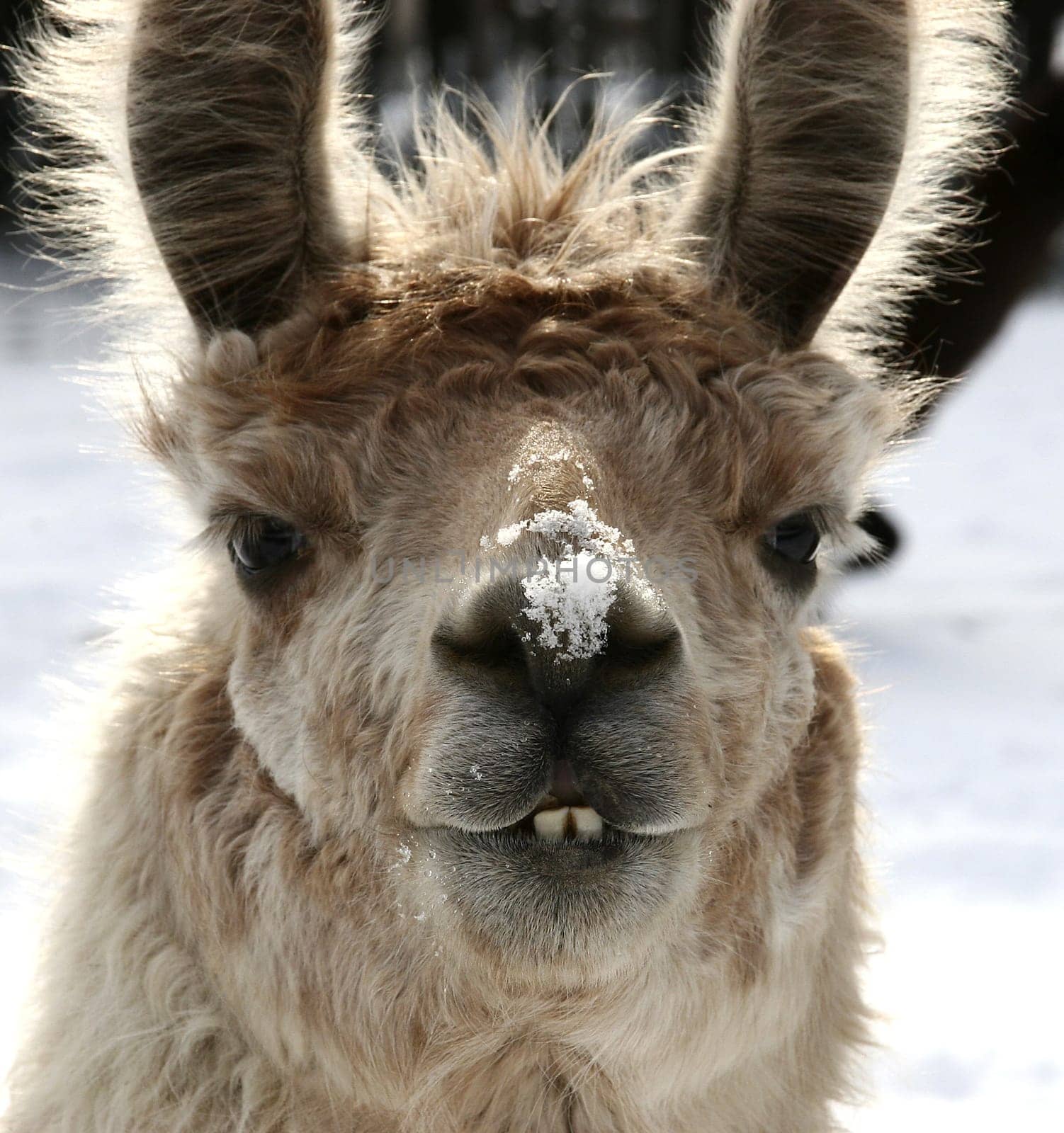 Llama,with run in the snow