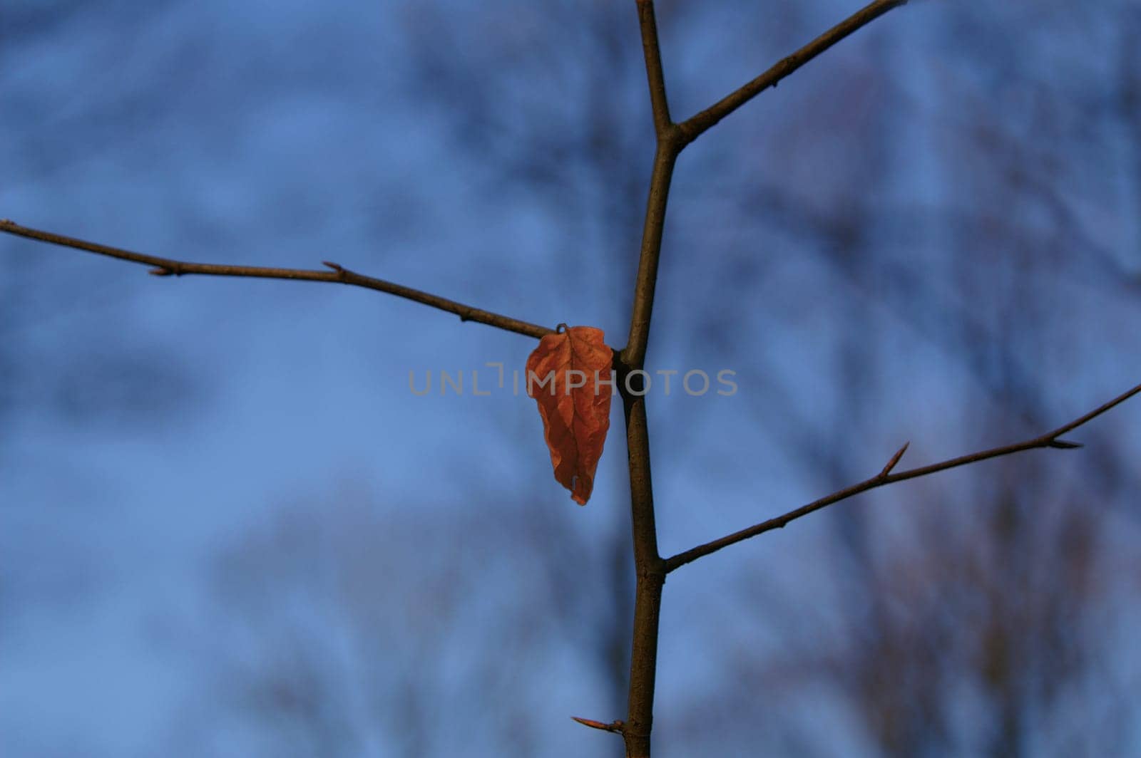 Residue