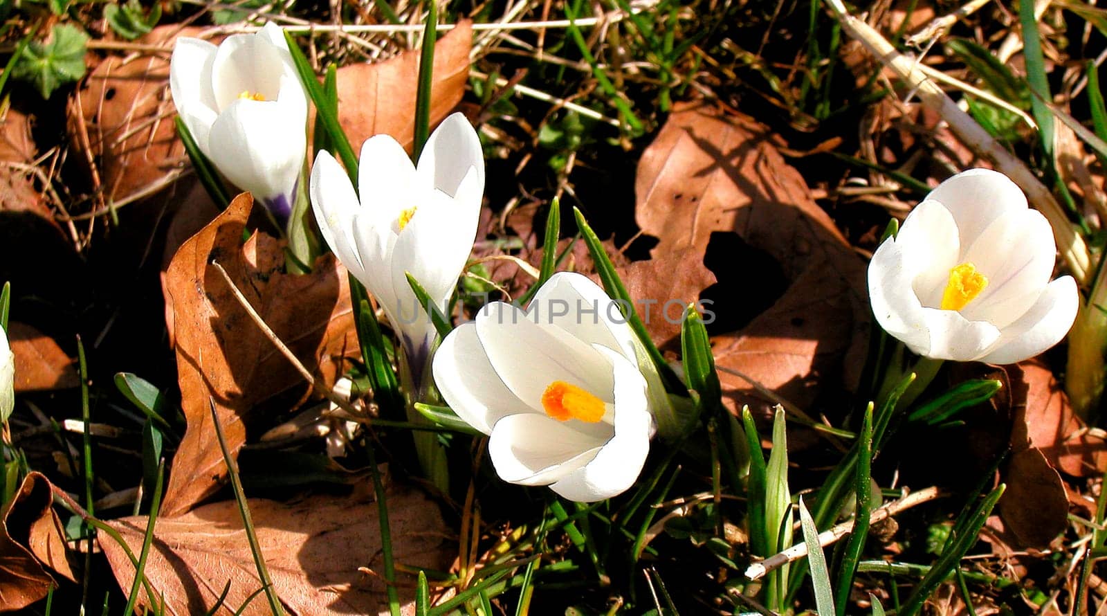 Real harbingers of spring