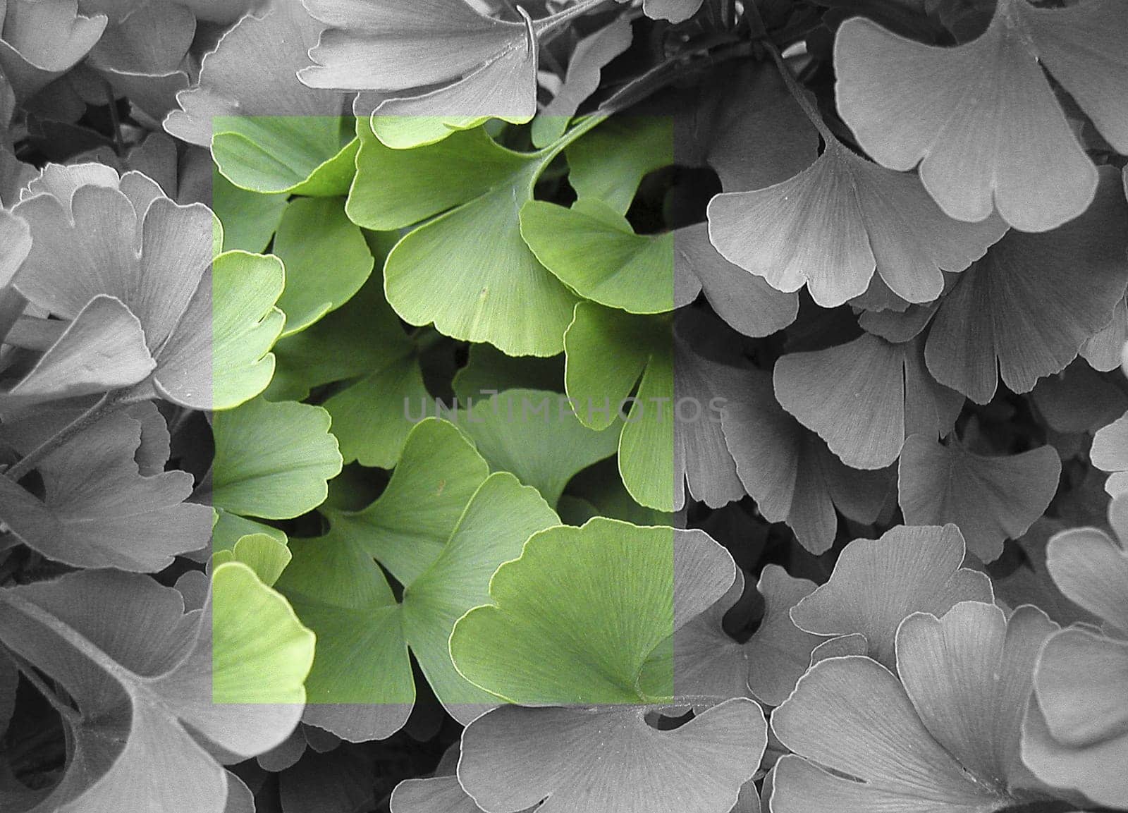 Ginkgo