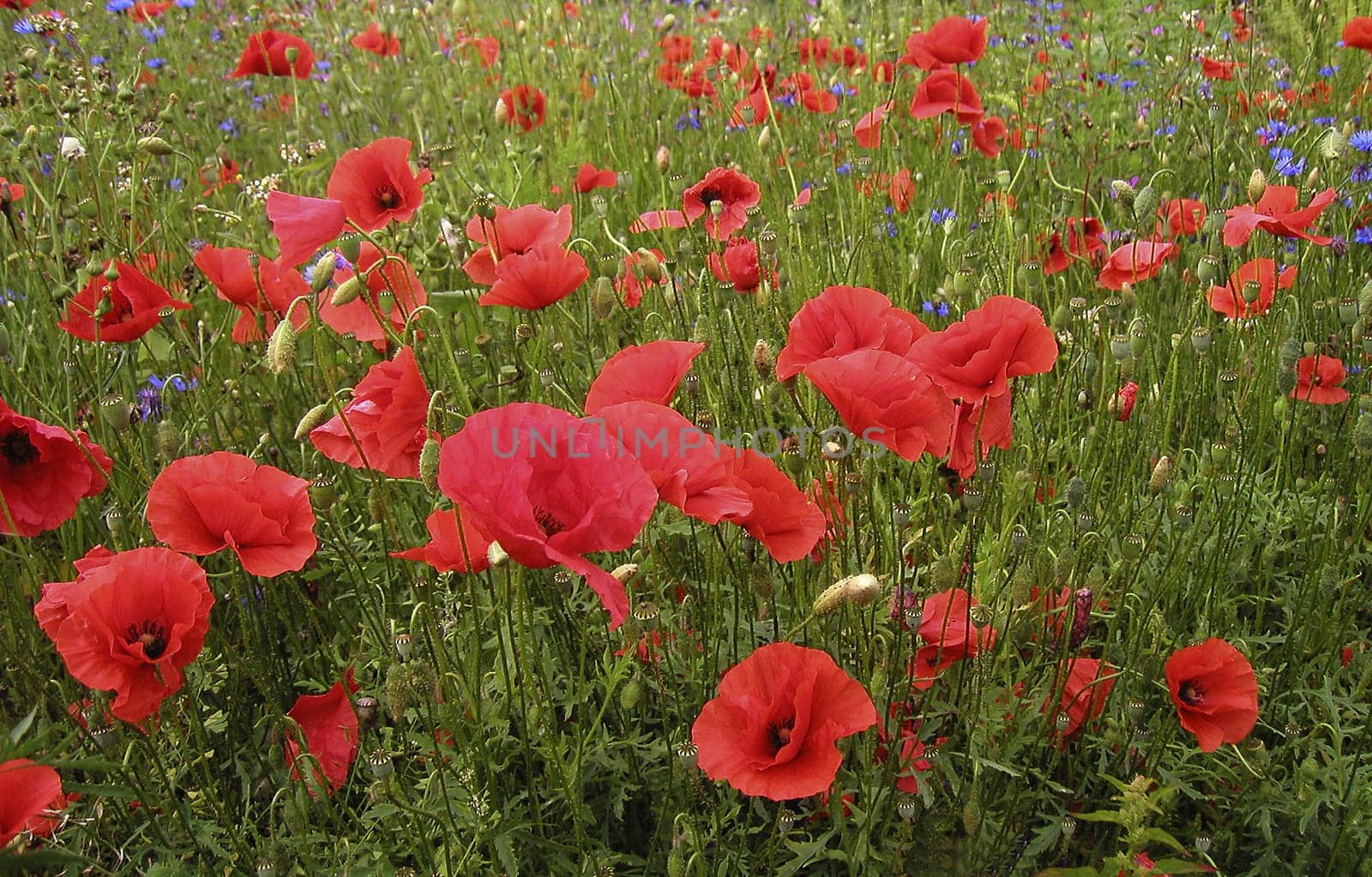 Poppies