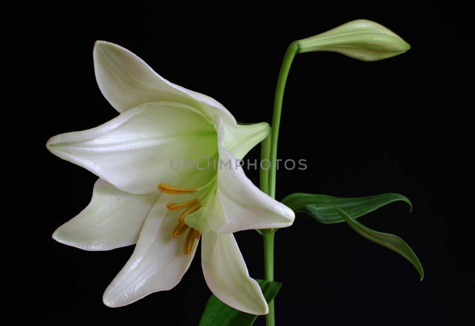 White lily
