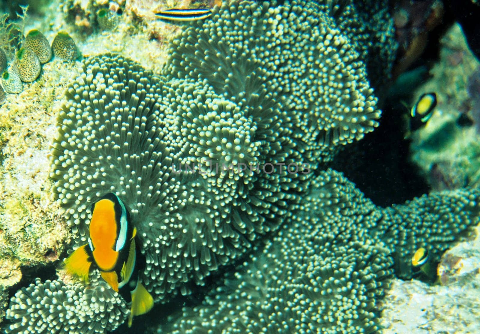 Anemone fish