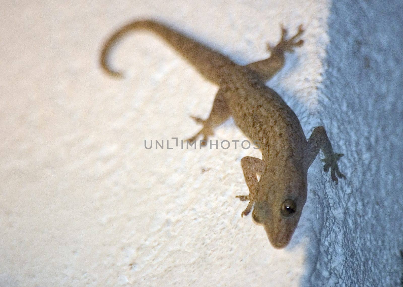 Gecko II