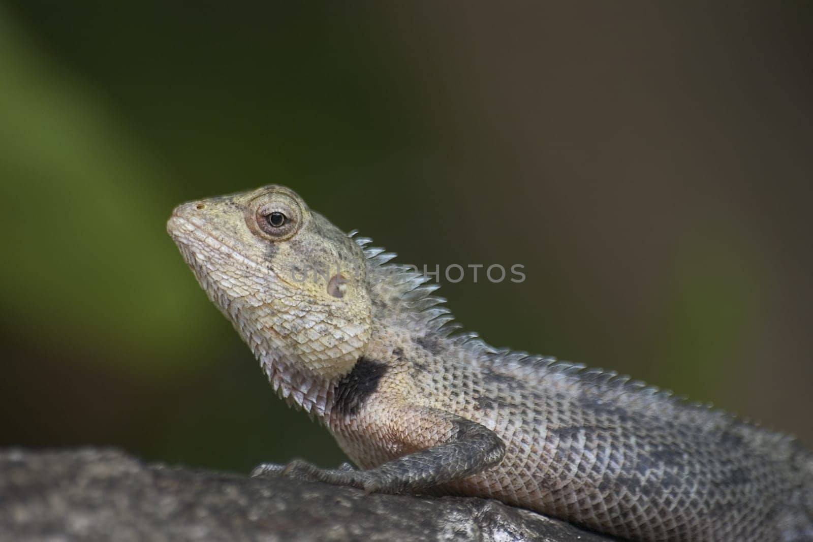 Beautiful Lizard III