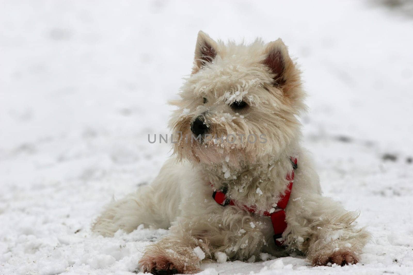 Snow Tiger