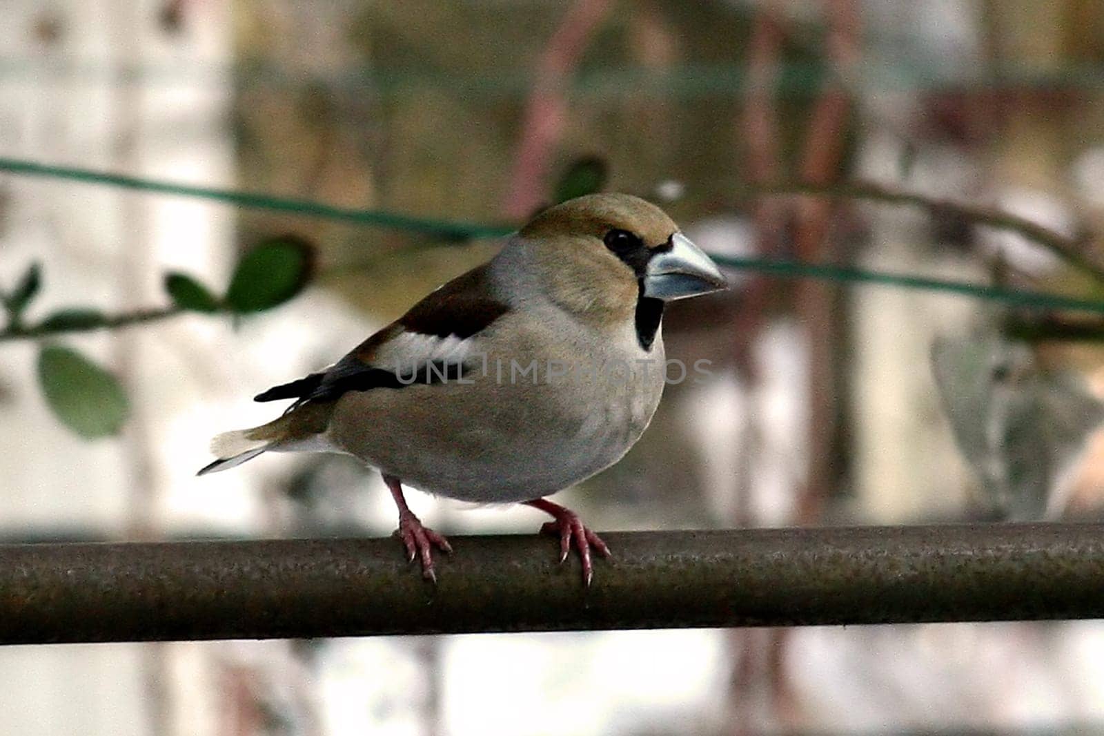 Canon 20D
