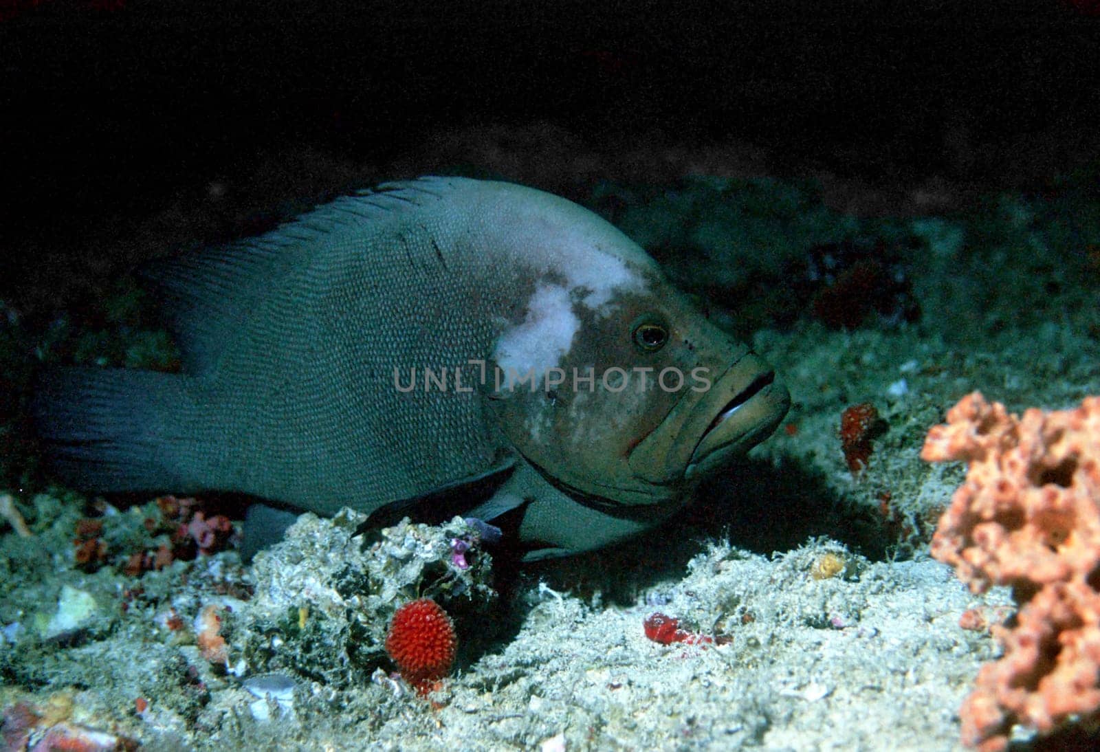 Redmouth Grouper II