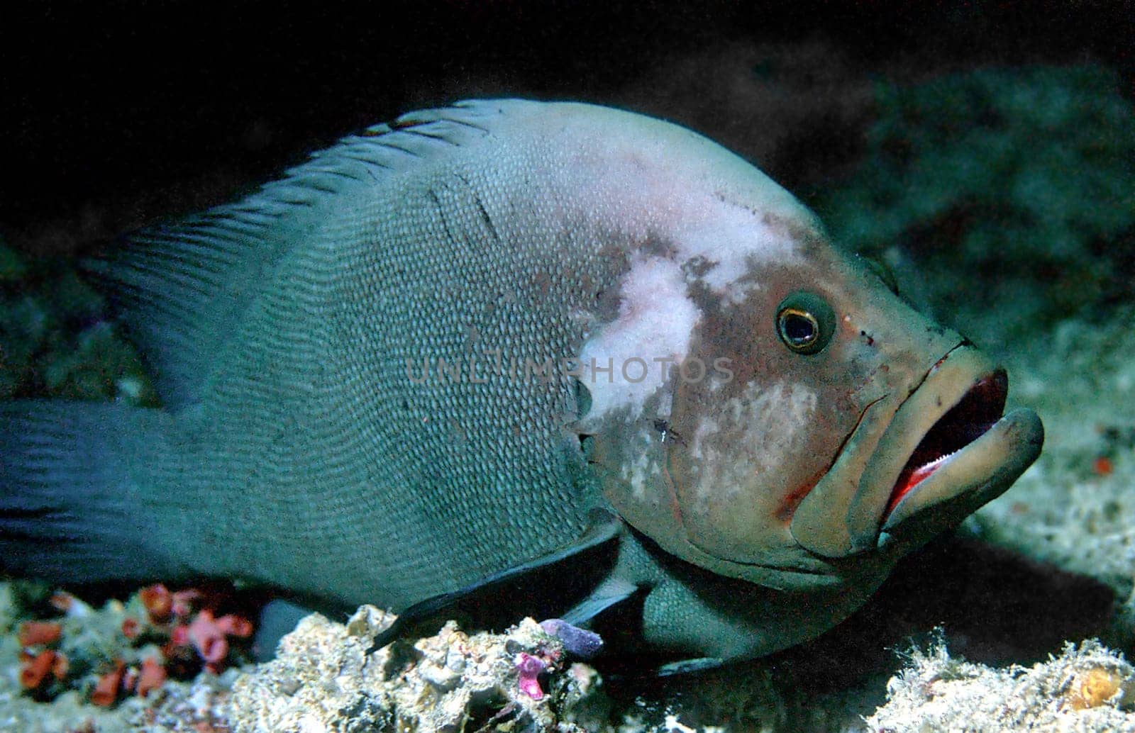 Redmouth grouper