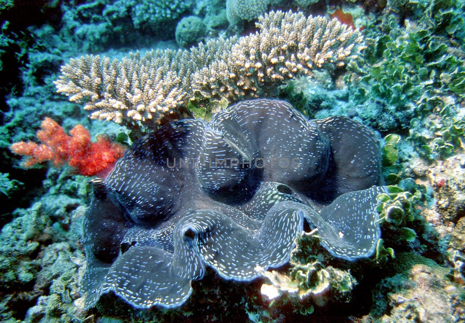 Giant Mussel III