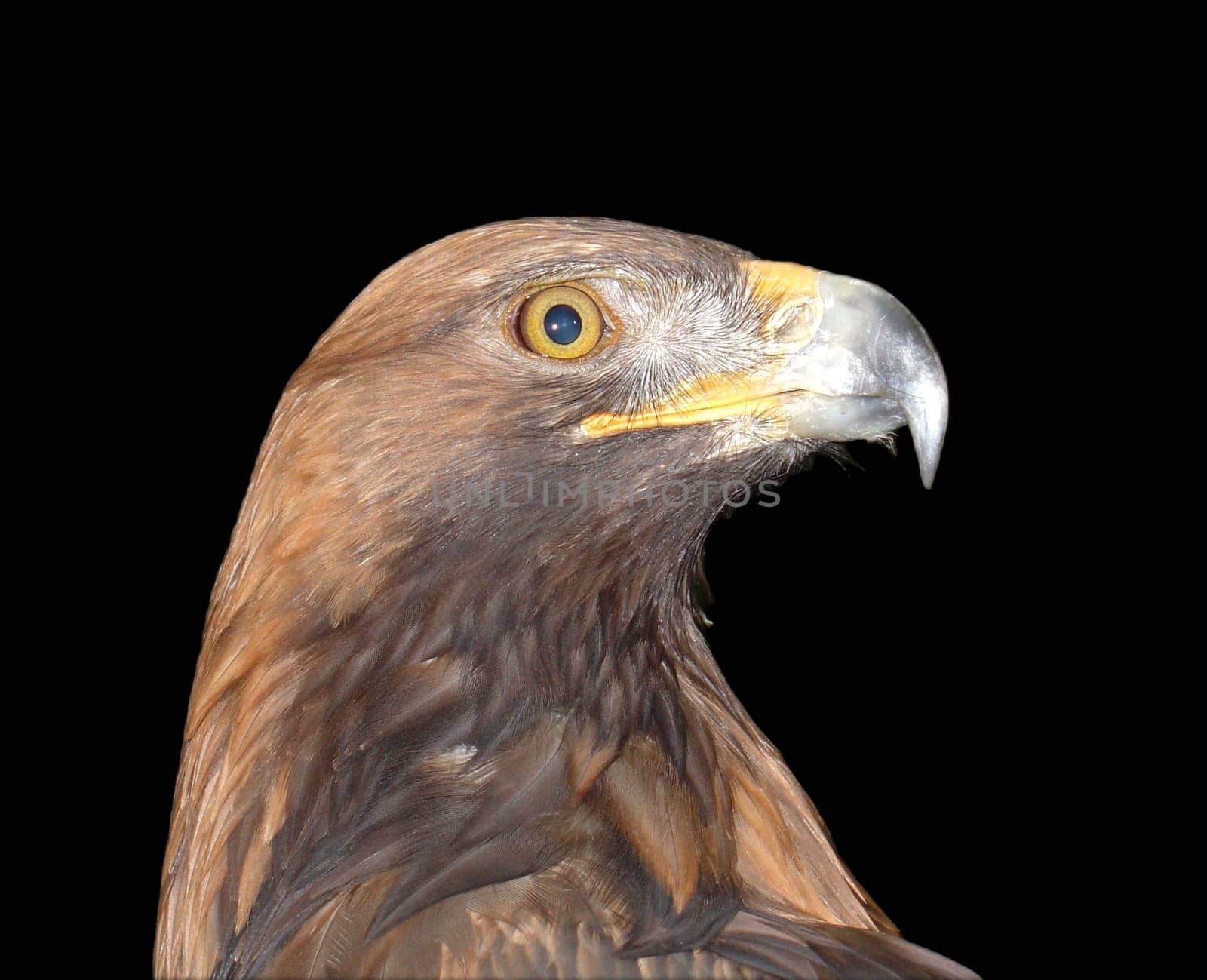 Golden eagle