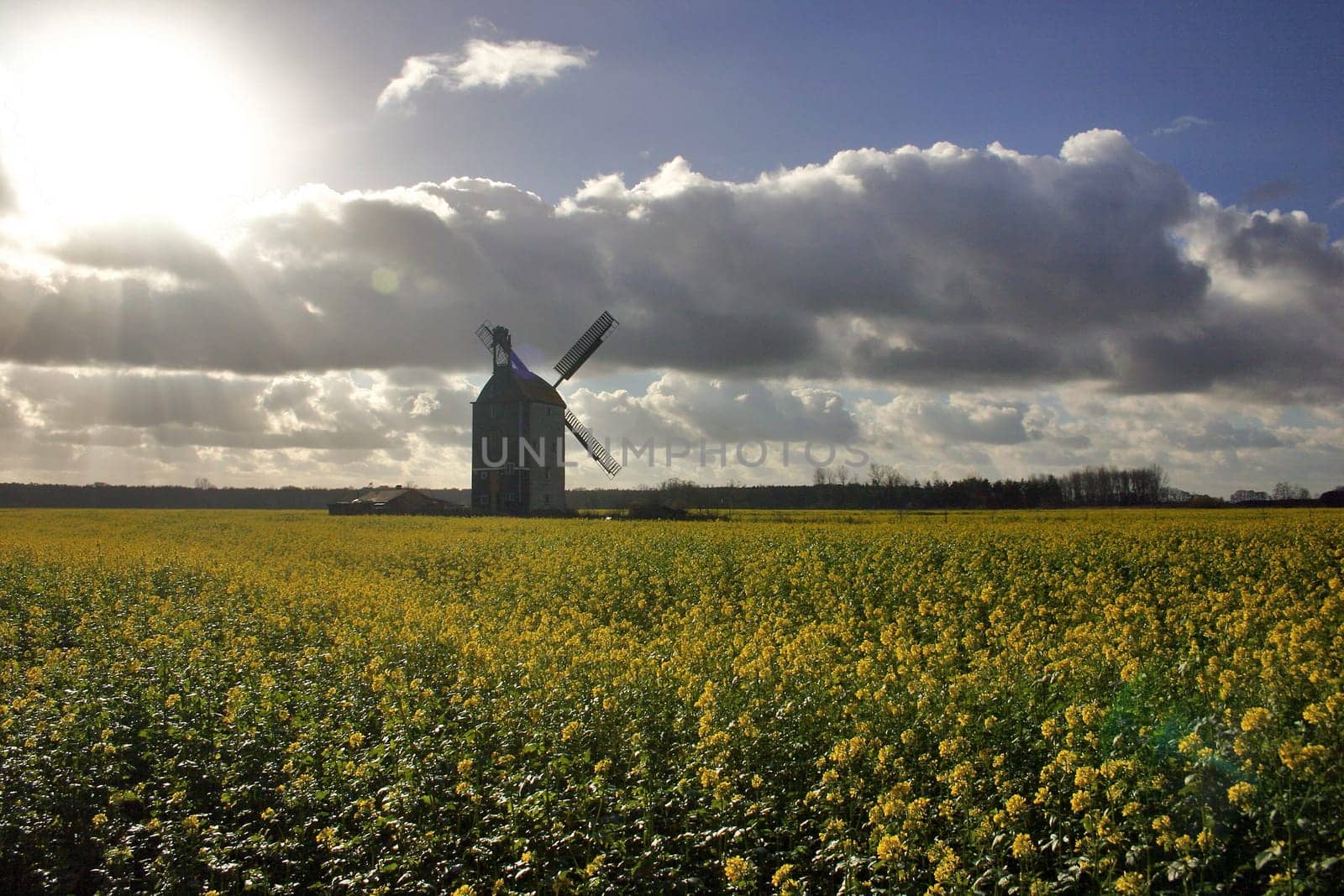 Windmill in the rapeseed field