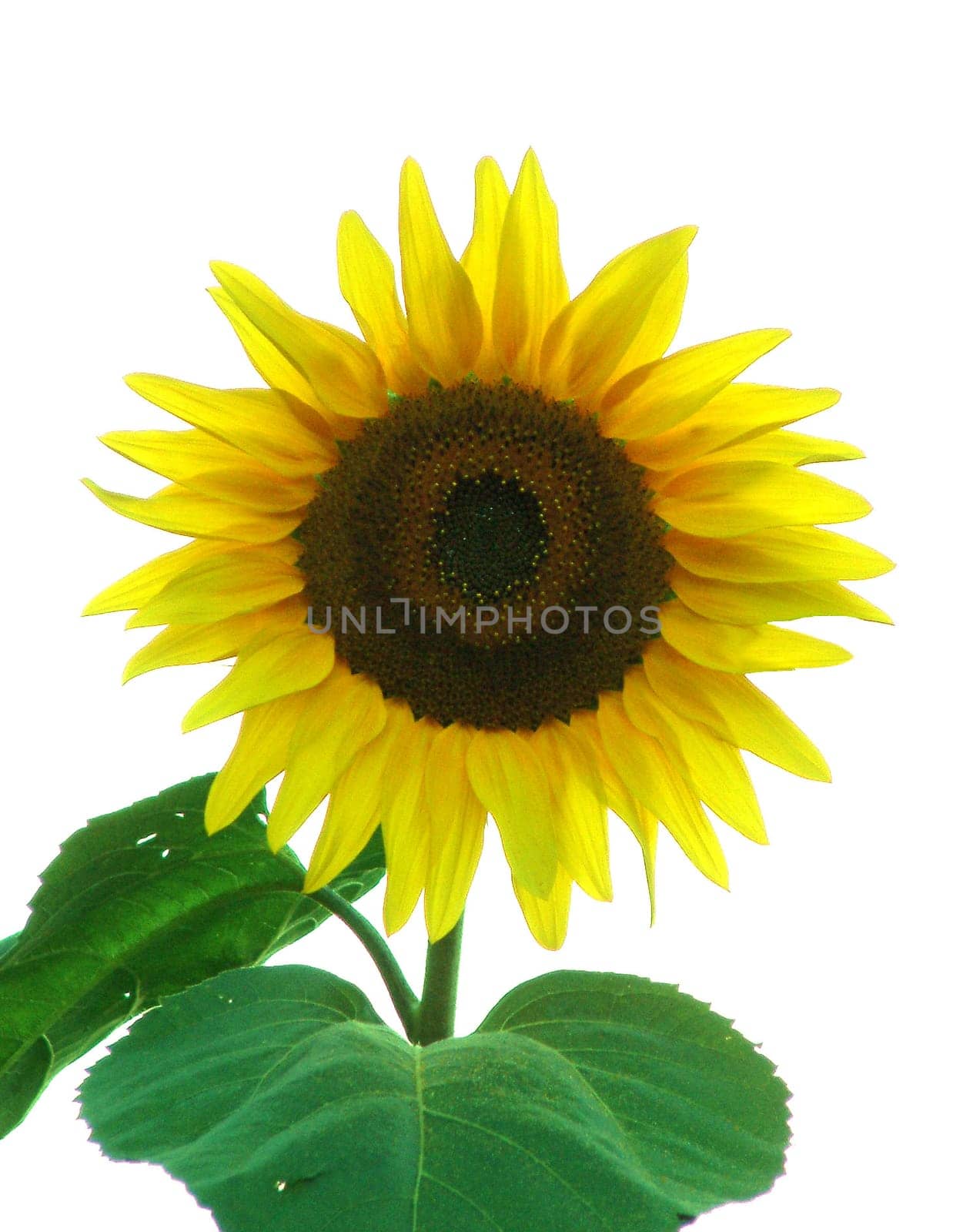 Sunflower1