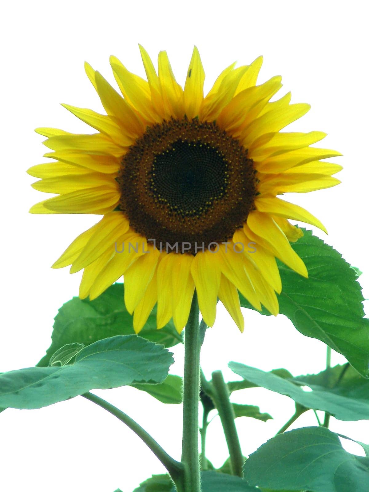 Sunflower2