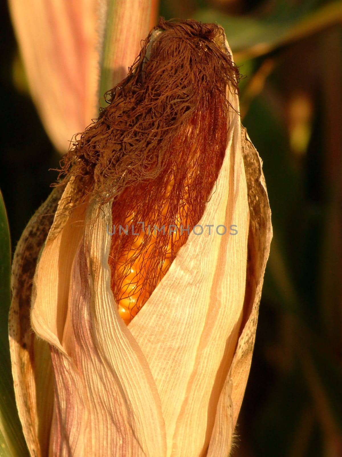 Corncob