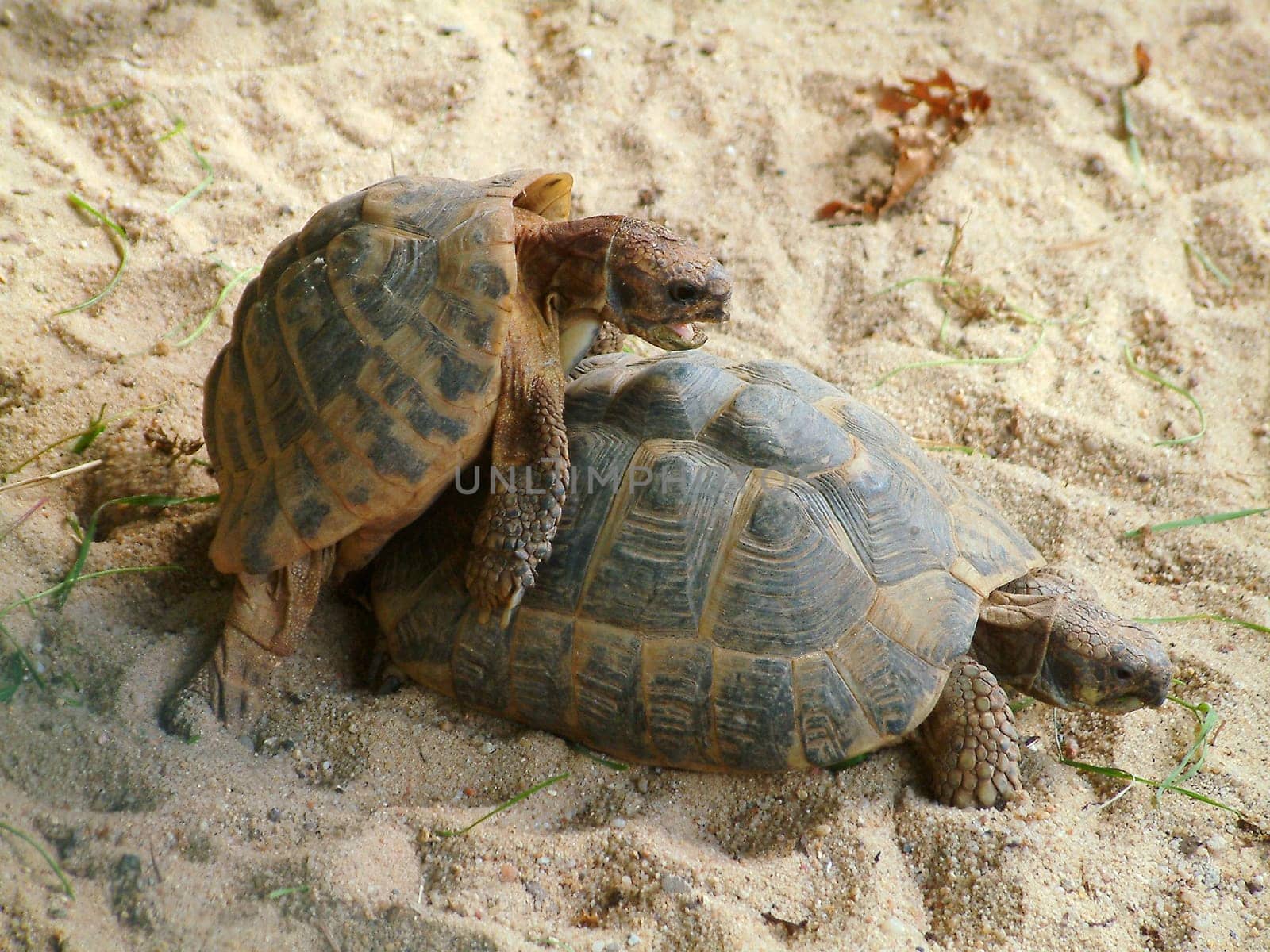Turtle mating