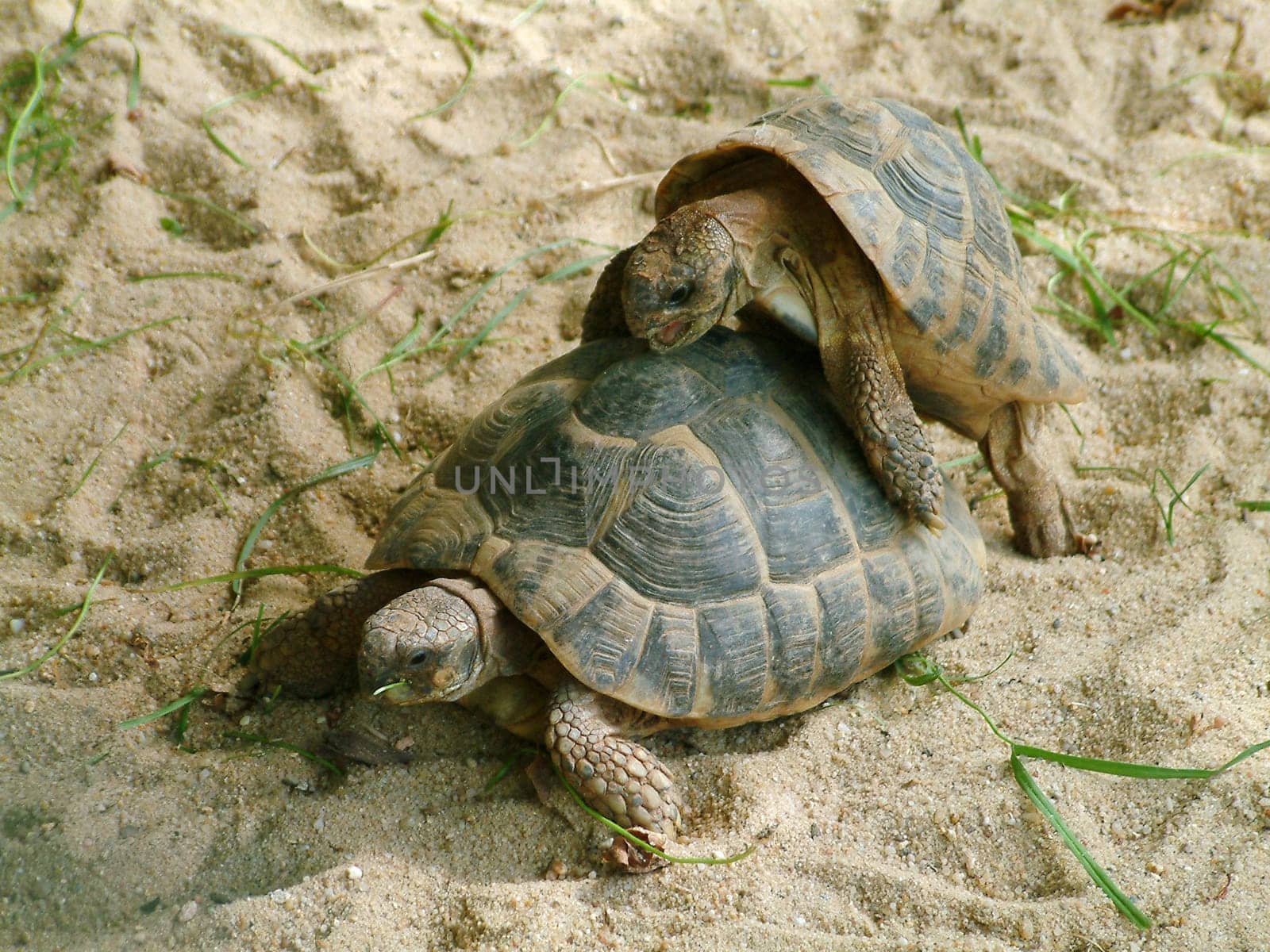 Turtle mating2