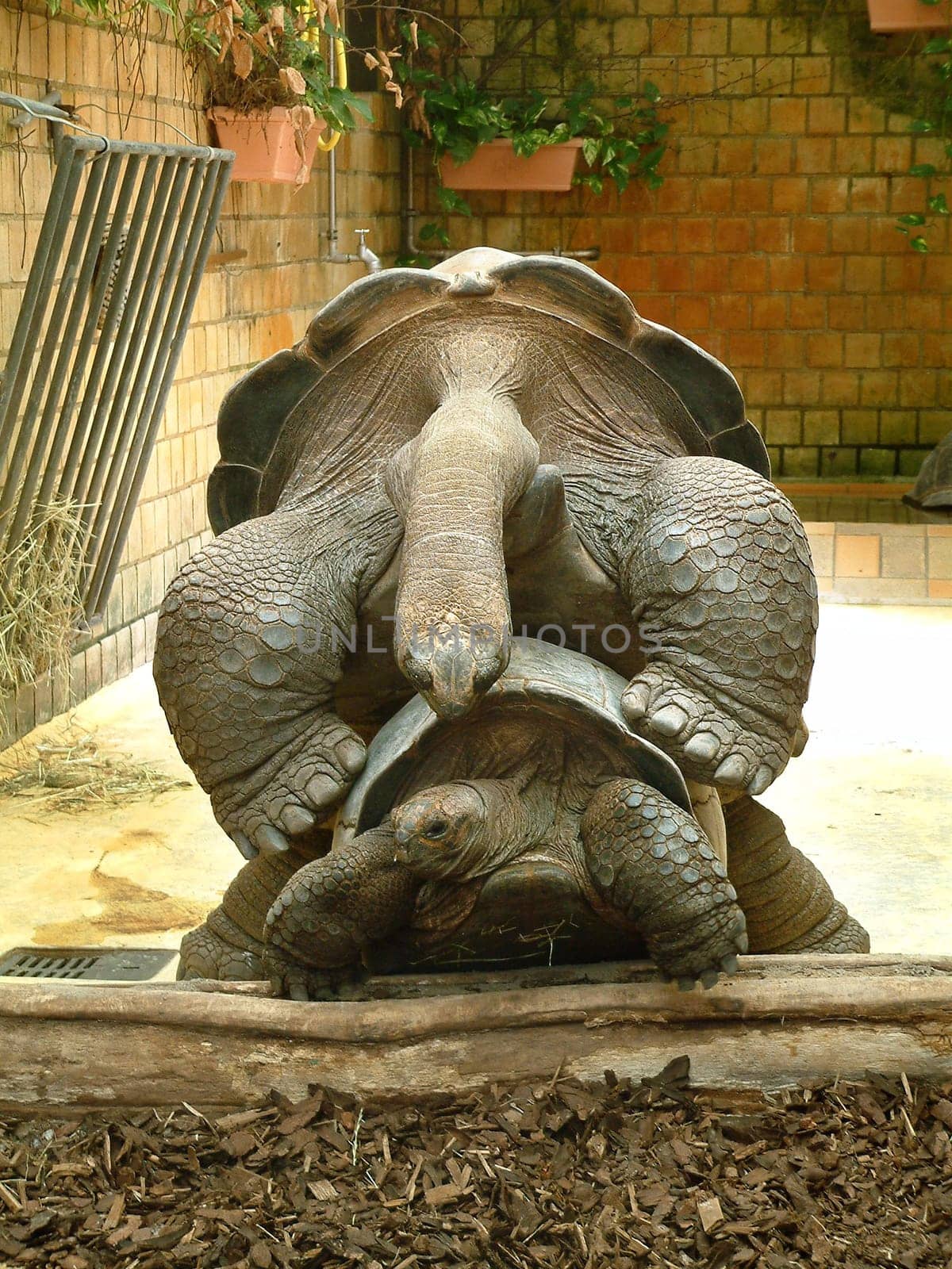 Turtles3