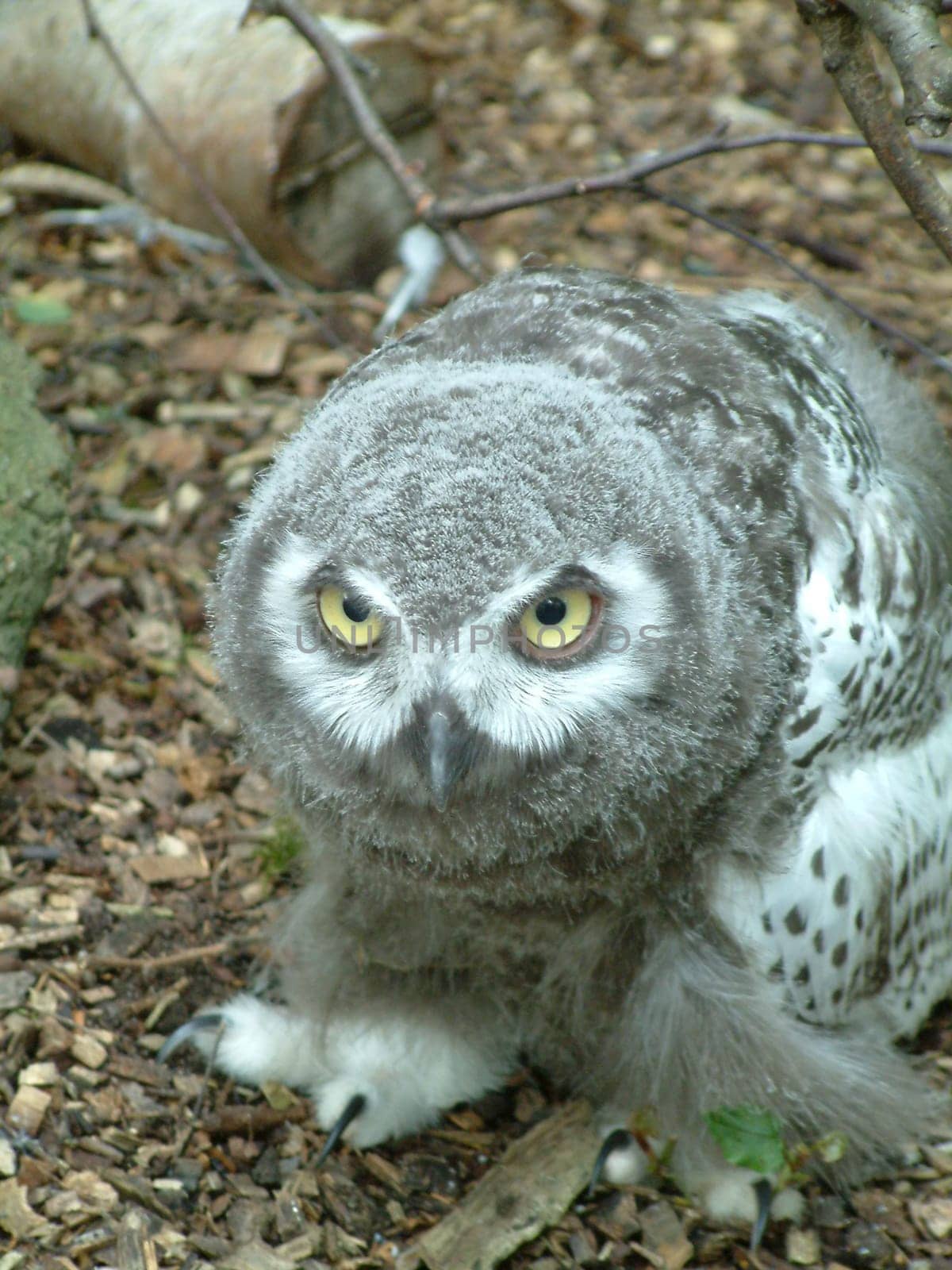 Snowy Owl2