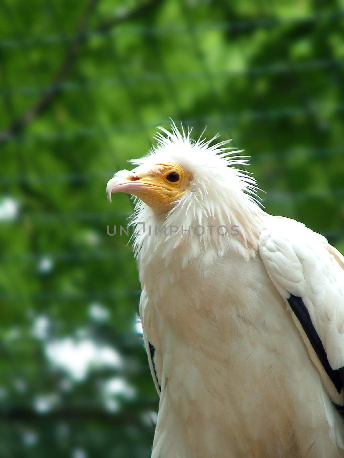 Vulture