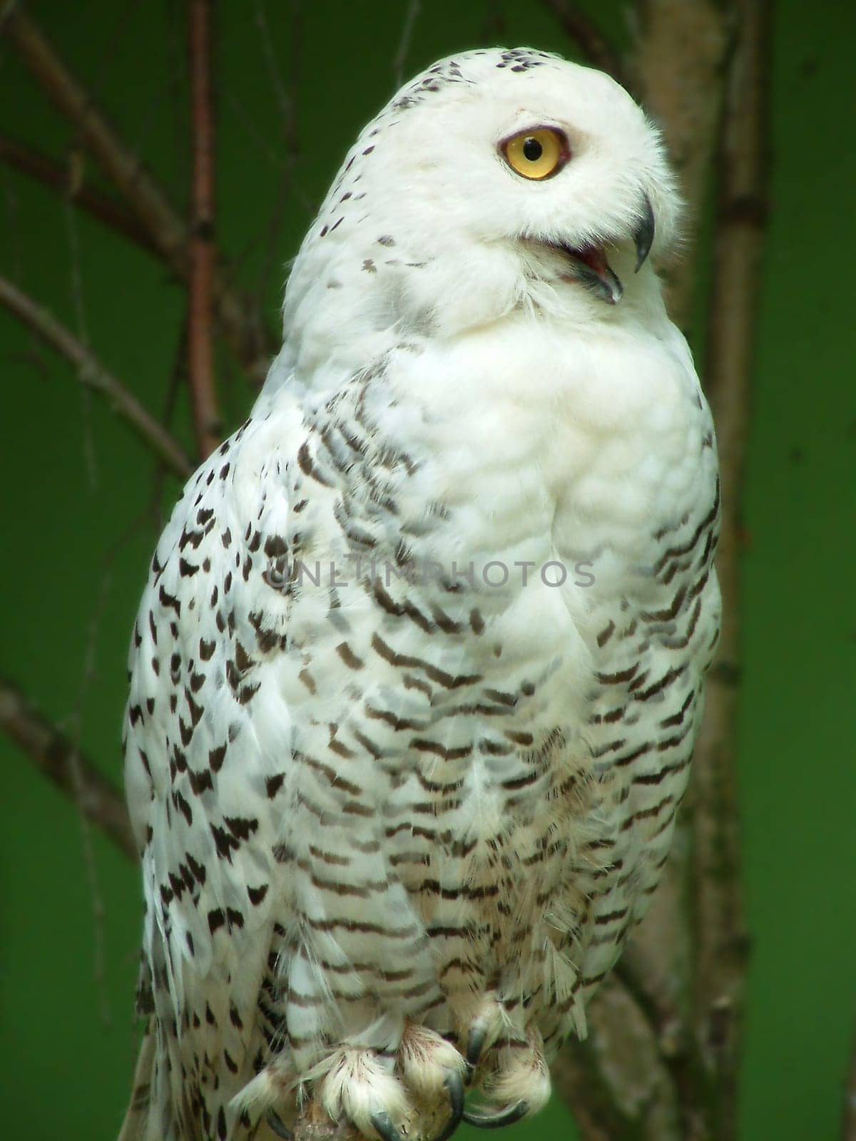 Snowy owl