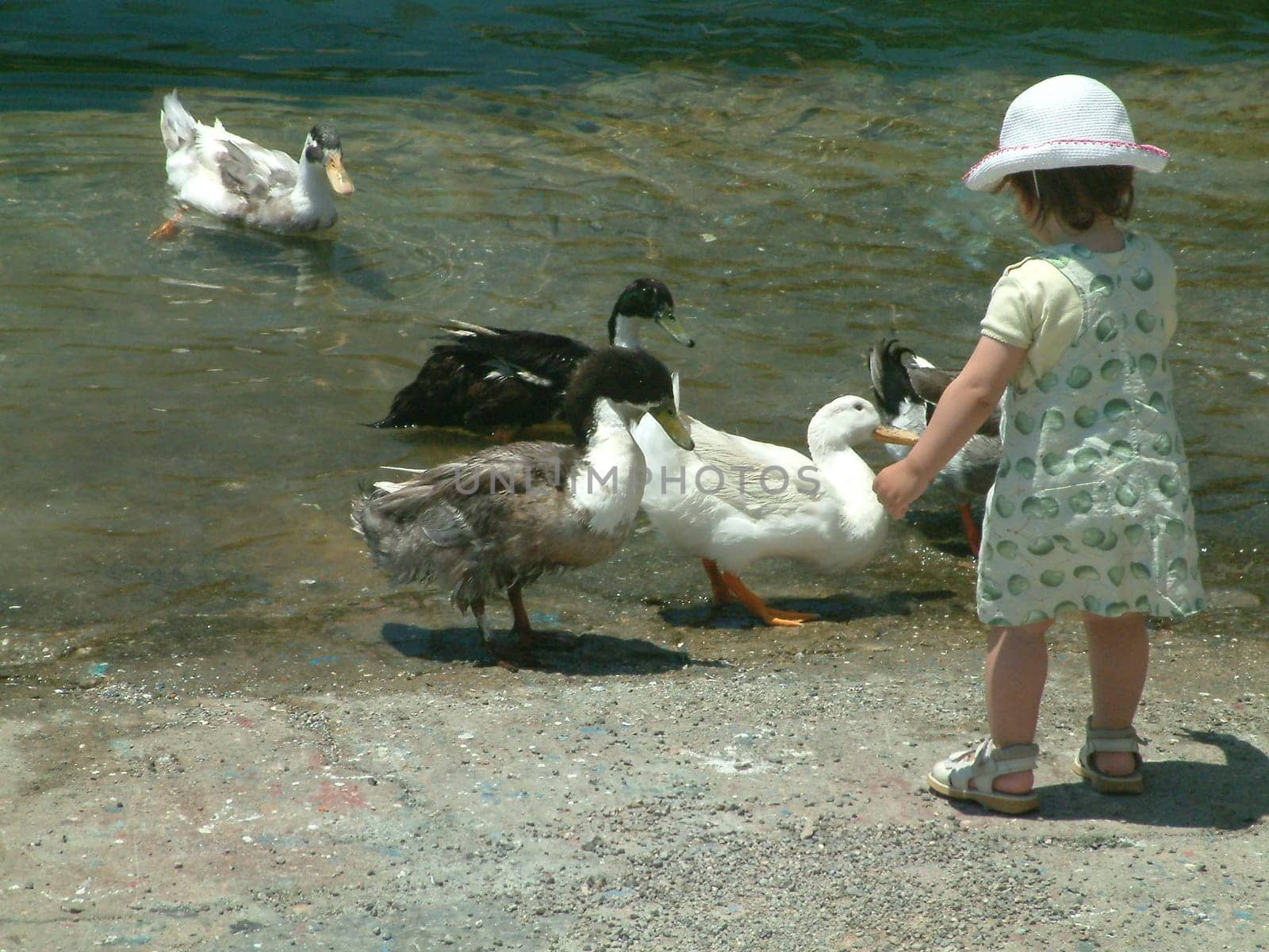 All my ducklings