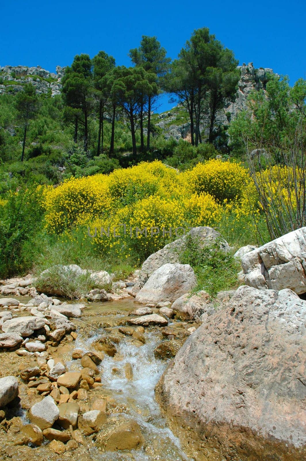 Created in June 2004 at La Riba in Spain. Nikon D70,18-70.