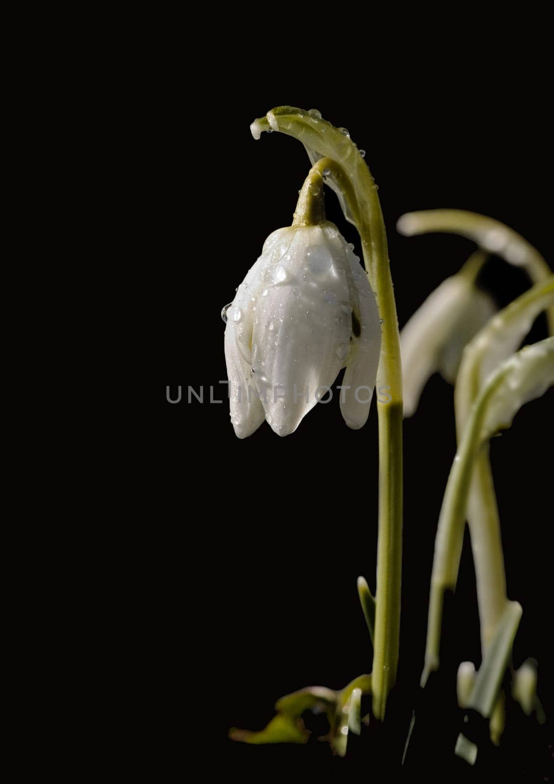 Harbinger of spring