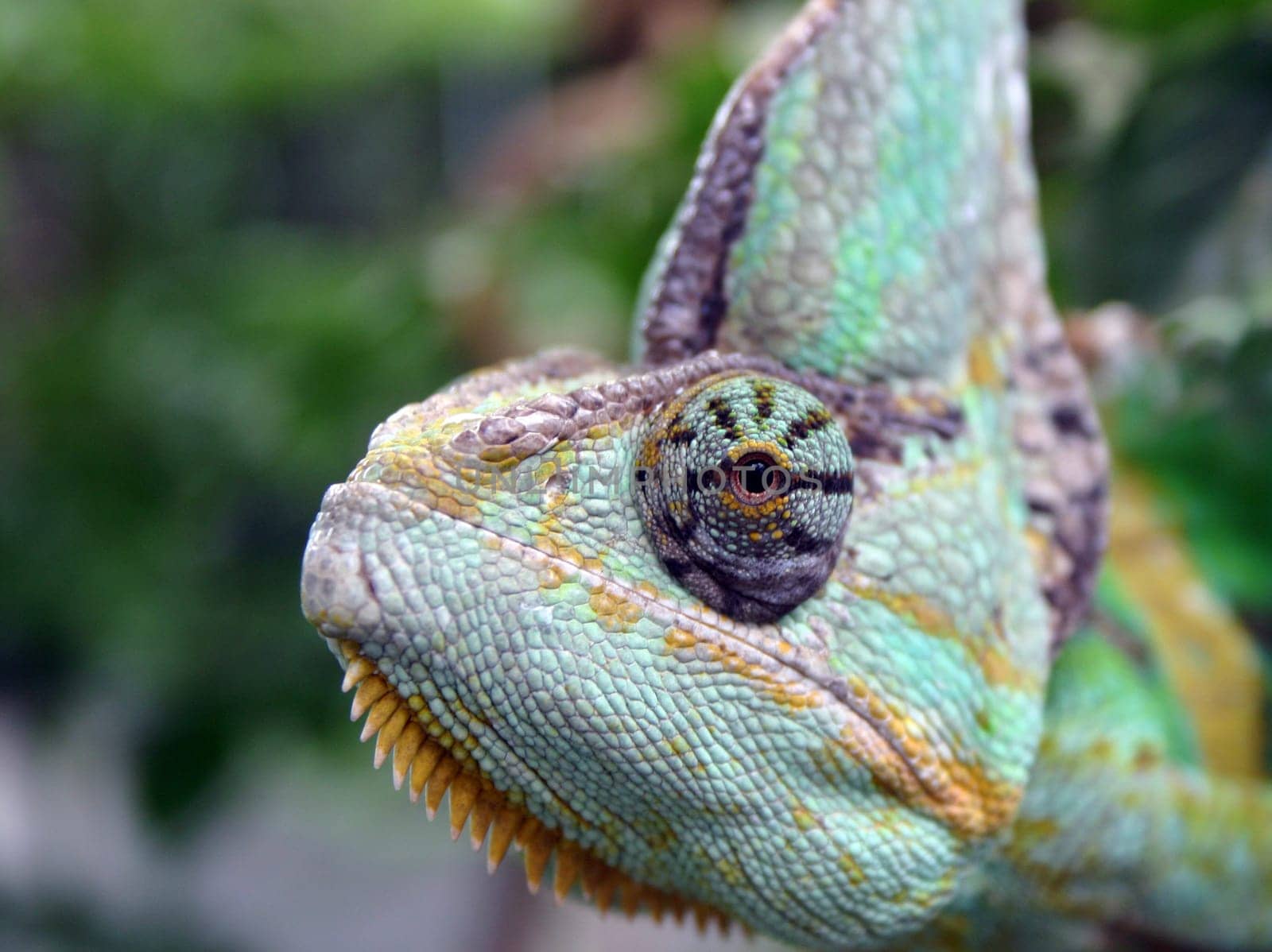 Zoo in Cologne