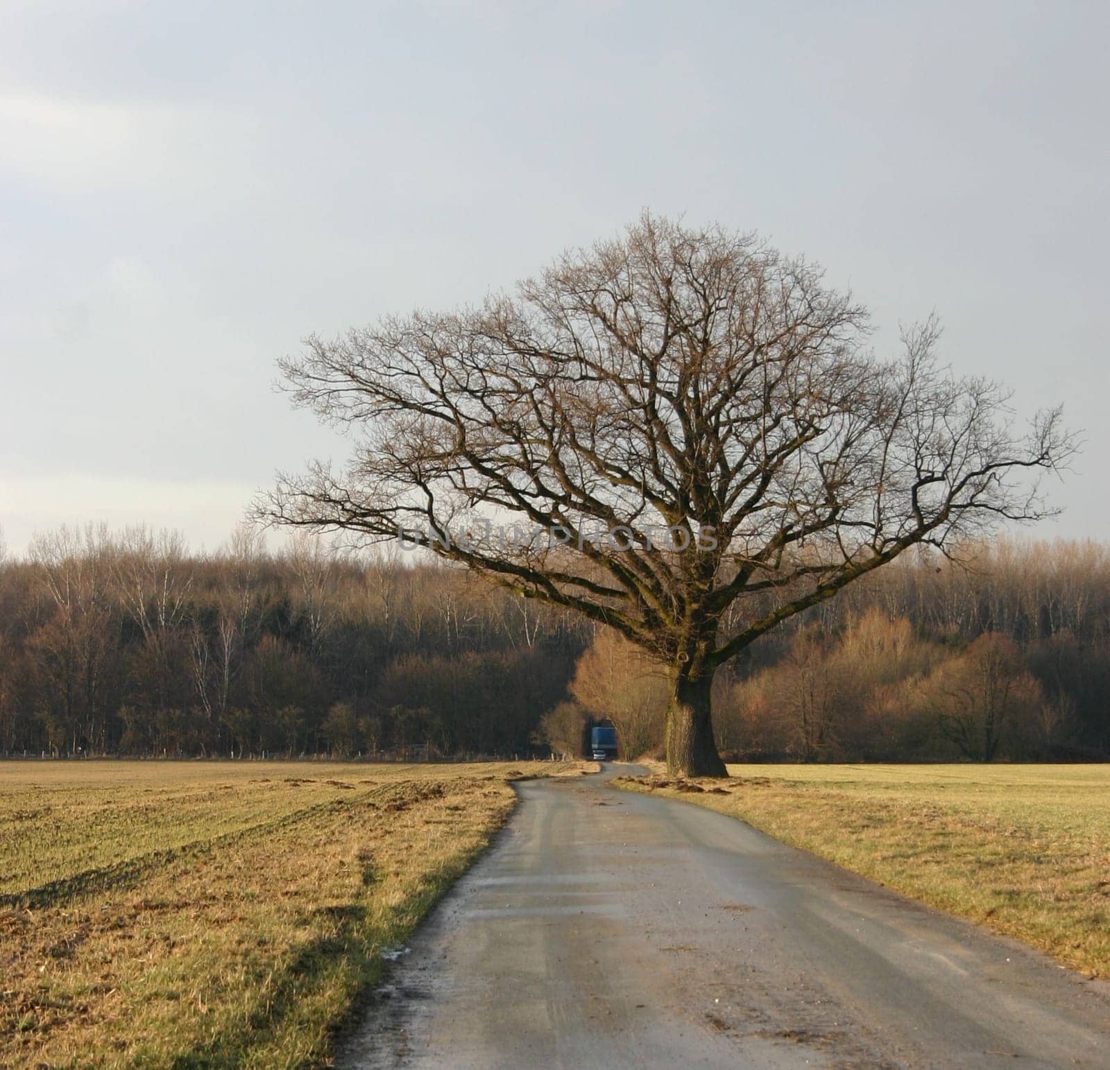 A tree...