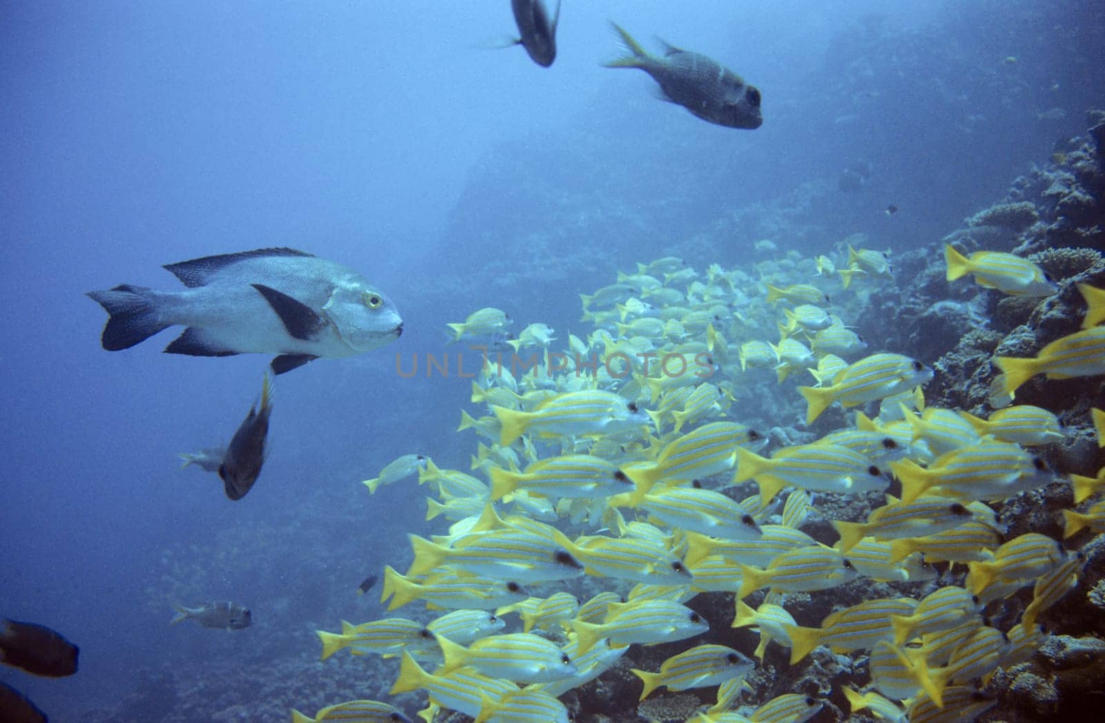 School of fish on the reef
