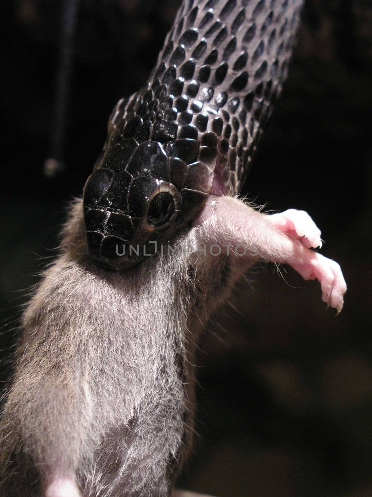 I know a "gecko friend"" who opens the terrarium so that I can take pictures without a glass pane! Thanks to Kelle,I'd be happy to do it again! The cattle is an African tree snake and is currently eating a young man. Rat."