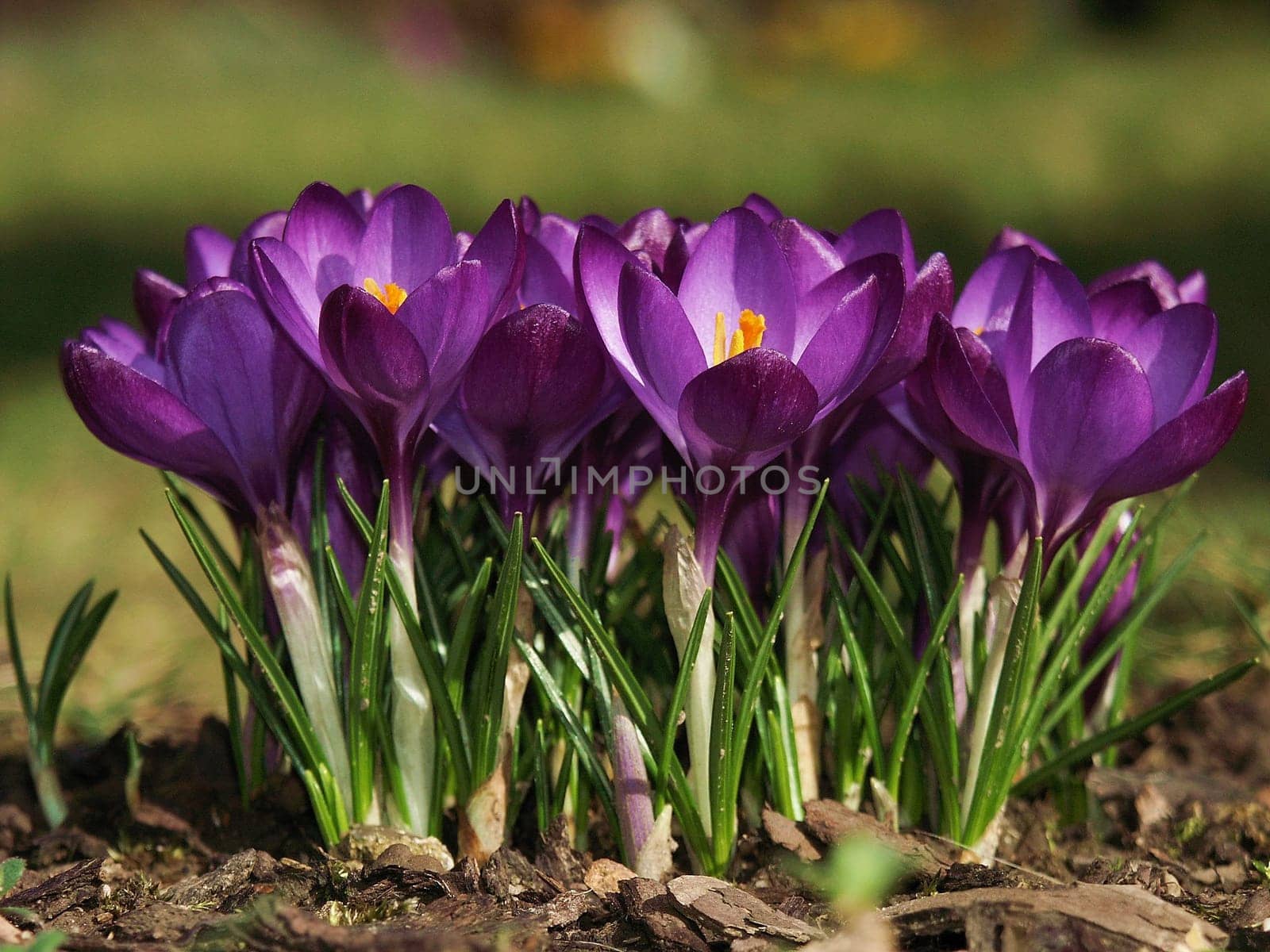 Created in the garden at home in March 2003. Minolta Dimage 7i.