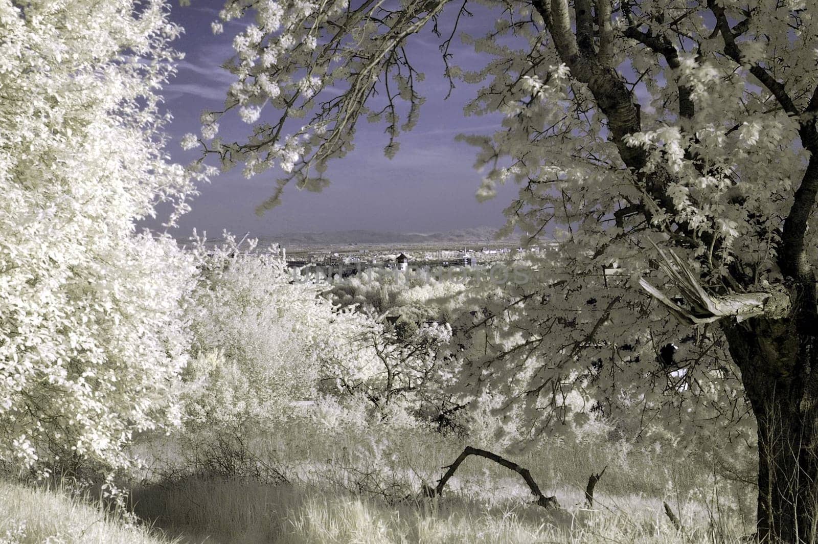 Created near Bad Soden in April 2004. Nikon D70 with 50/1.8 and Panchromar infrared filter.