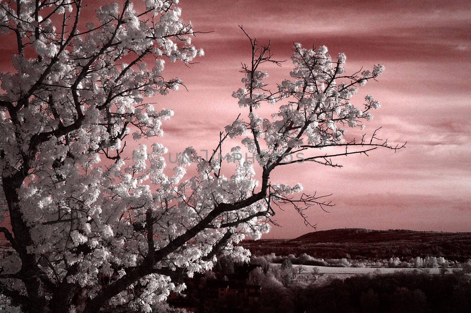 Created near Bad Soden in April 2004. Nikon D70 with 50/1.8 and Panchromar infrared filter.