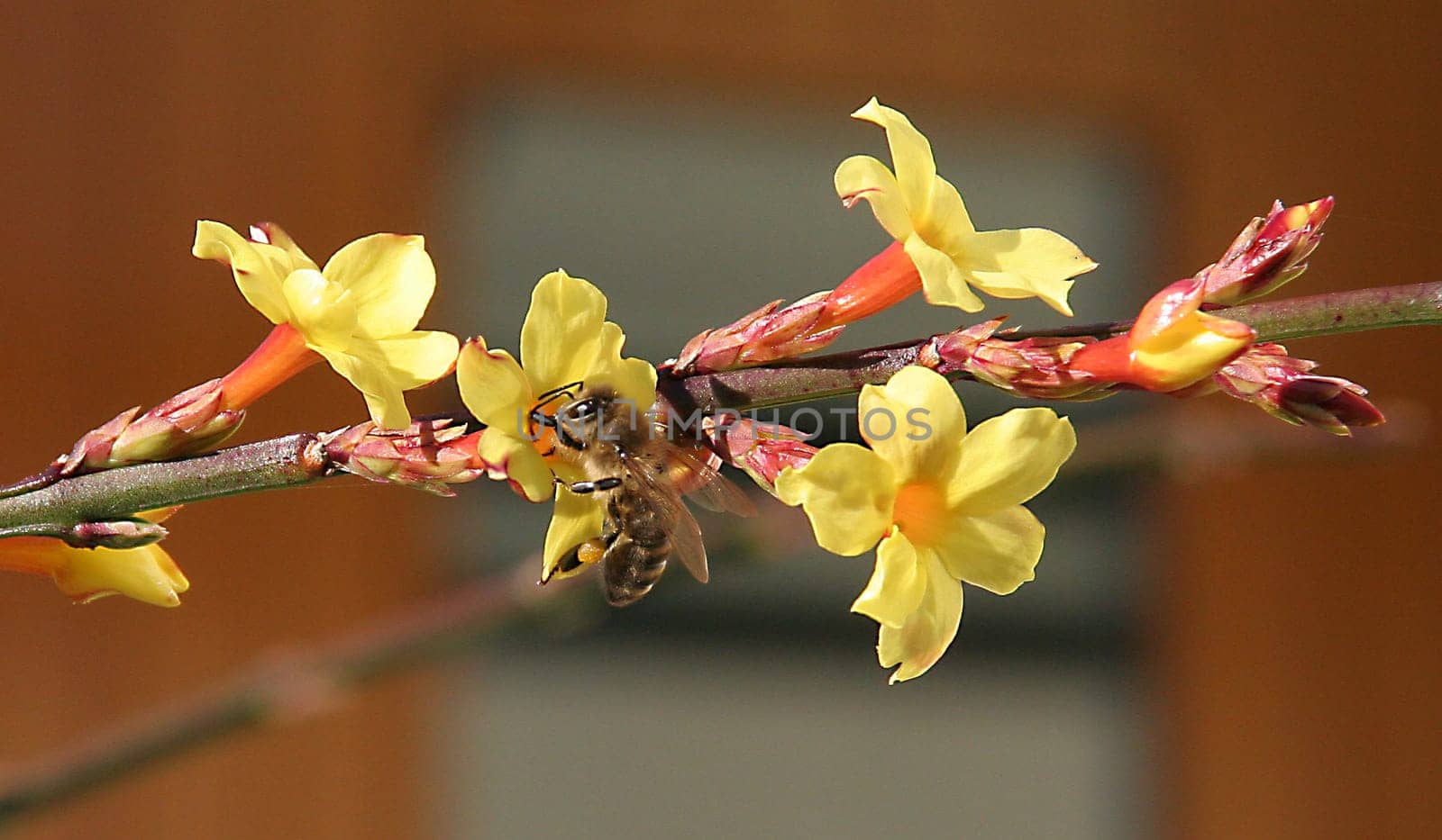 Nectar