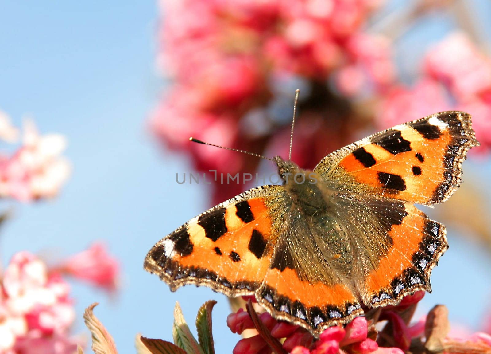(Aglais urticae ) Small tortoiseshell after wintering
