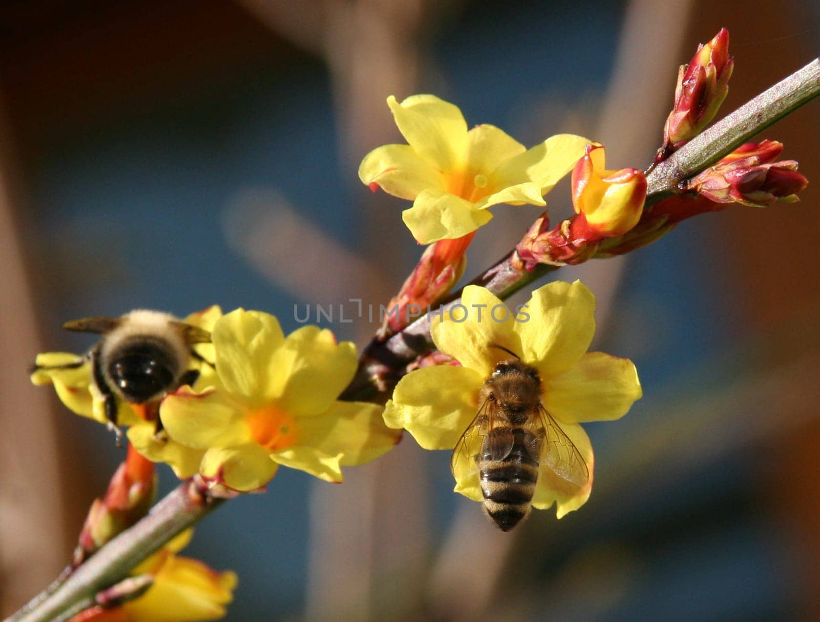 Nectar