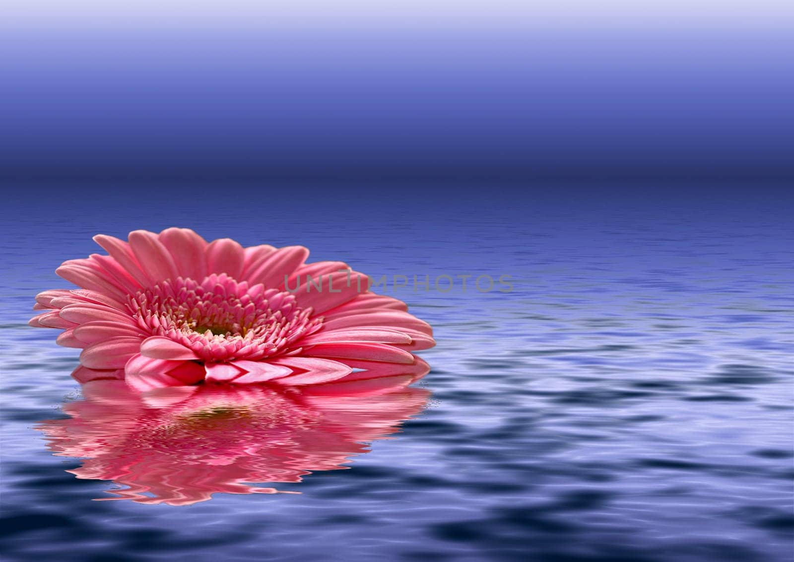 swimming flower