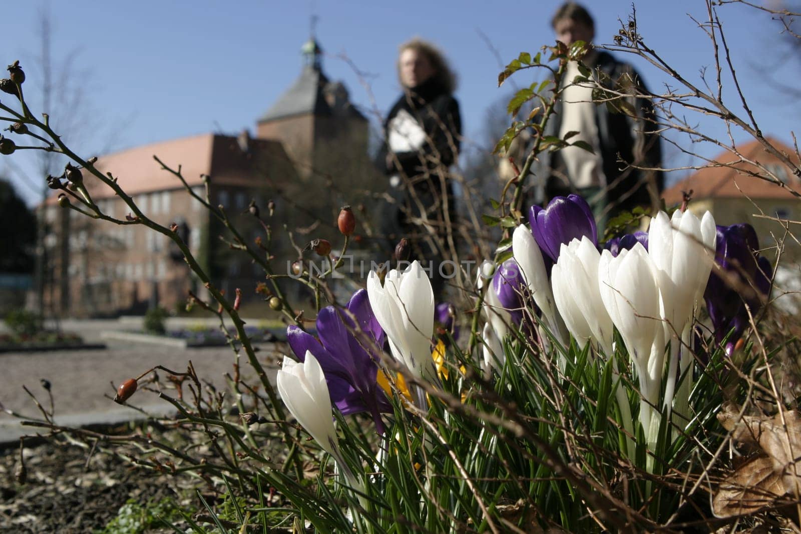 Spring Awakening